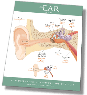 preview CID ear diagram spanish