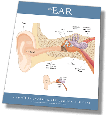 preview CID ear diagram